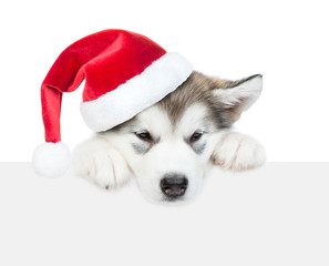 Fototapeta na wymiar Alaskan malamute pupy in red christmas hat above empty white banner. isolated on white background