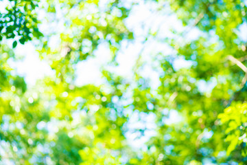 Abstract green blurred bokeh tree in park sun light