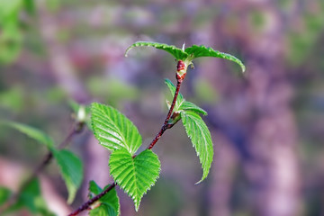 Young birch branch with delicate green leaves with a beautiful pattern