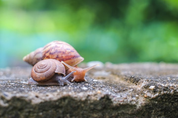 Small snail and big snail crawling on a cement floor.