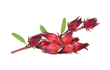 fresh hibiscus sabdariffa or roselle isolated on white background