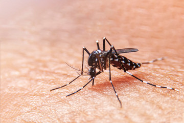 Striped mosquitoes are eating blood on human skin. Mosquitoes are carriers of dengue fever and...