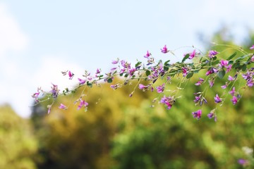 Obraz premium Bush clover (Lespedeza) has been loved by Japanese people for a long time and is a flower representing the autumn of Japan. A lot of red purple flowers bloom from summer to autumn.