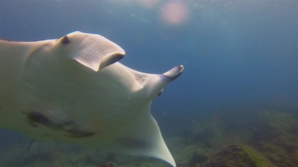 Graceful Manta Ray Close Up Swimming Overhead With Mouth Closed, Cephalic Fins Rolled & Fin Wings Spread Wide Open Showing Belly Markings In Blue Sea Water & Sunlit Sea Surface. Big Ray Marine Life