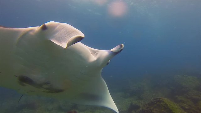 Graceful Manta Ray Close Up Swimming Overhead With Mouth Closed, Cephalic Fins Rolled & Fin Wings Spread Wide Open Showing Belly Markings In Blue Sea Water & Sunlit Sea Surface. Big Ray Marine Life