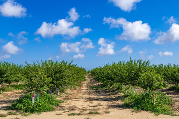 Fototapeta na wymiar Almond trees on a farm field