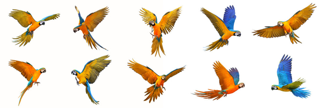 Set of macaw parrot isolated on white background