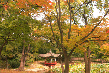 Beautiful Autumn Scenery inside Biwon Secret Garden in Changdeokgung Palace, Seoul, South Korea