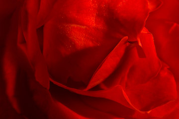 Naklejka premium Close up of the blossom and petals of a red rose