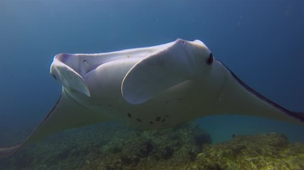 Graceful Manta Ray Close Up Swimming Overhead With Mouth Closed, Cephalic Fins Open & Fin Wings Spread Wide Showing Gills & Belly Markings In Blue Sea Water & Sunlit Sea Surface. Big Ray Marine Life