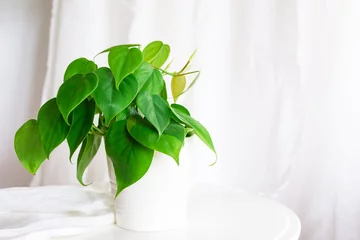 Foto op Canvas house plant heart leaf Philodendron vine in white pot © p-fotography