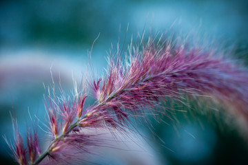 grass on blue background