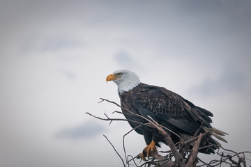 portrait of an american bald eagle