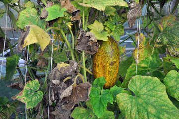 Harvesting cucumber in a small home greenhouse. The overripe fruits of the cucumber are ready for the collection of seeds.