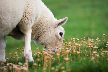 Close up of a white sheep grazing in the green grass among yellow flowers