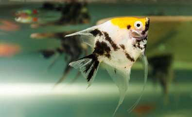 Closeup of the side view of yellow and black colored angelfish swimming in an aquarium