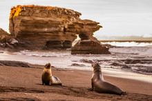 Galapagos Sea Lions on Galapagos Islands. Sea lion pup and adult at sunset on beach in Puerto Egas (Egas port) Santiago island, Ecuador. Galapagos Islands cruise ship travel destination.