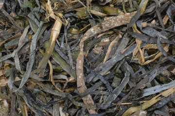 Natural pattern of dried seaweed washed up on shore.