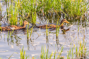Two ducks swimming in a paddy field with water