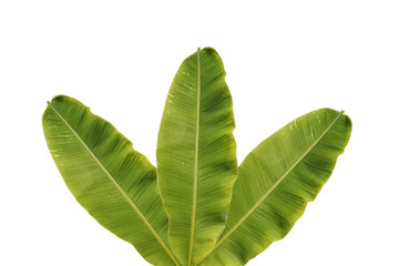 Obraz premium Banana leaf background