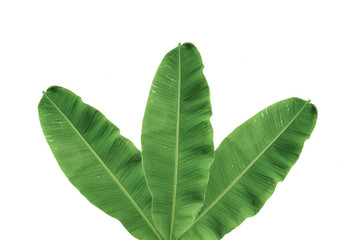 Fototapeta premium Banana leaf background