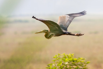 Closeup of crane flying