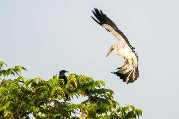 Indian Open bill stork in flying and going to rest on a tree