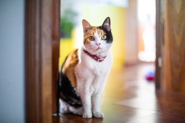Close up of a three colors female cat with a red collar standing on the doorstep staring at the...