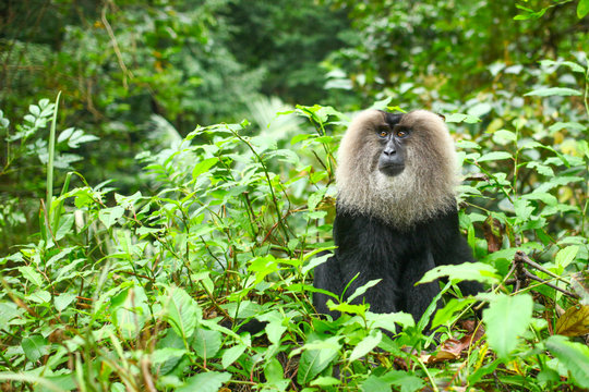 nelliyampathy macaque