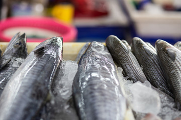Longtail tuna fresh fish sell in fishery local market