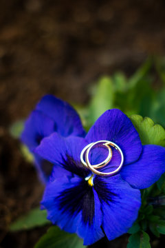Close up of two golden wedding rings lying on a blue iris blossom