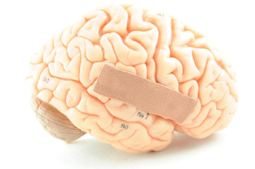 human brain model
