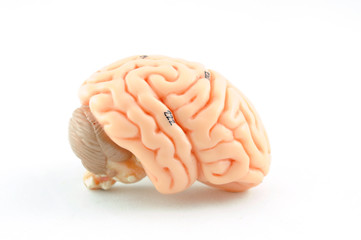 human brain model