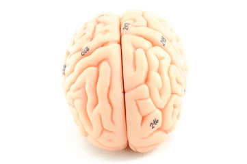 human brain model