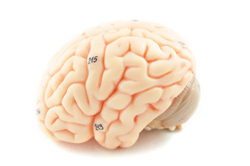 human brain model