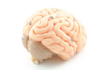 human brain model