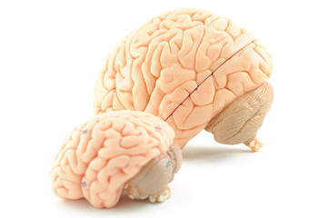 human brain model