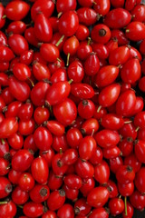 Rosehip berry close-up. Healthy berries.Natural source of vitamin C.Red berries macro