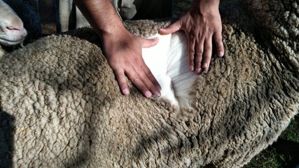 ovelha cordeiro raça corriedale lã
