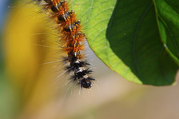 Caterpillar on leaf 2, Bangalore