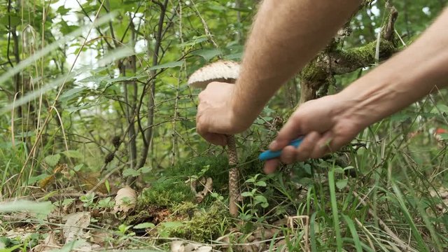 Parasol mushroom or Macrolepiota procera at harvesting in forest