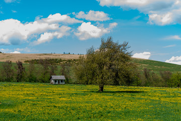 Summer countryside with field of dandelions and tree