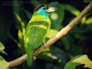 Blue Throated Barbet
