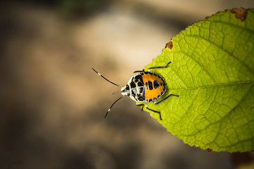 A small black and yellow insect is caught on a green leaf.Rare insect beetle