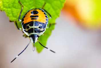 A small black and yellow insect is caught on a green leaf.Rare insect beetle