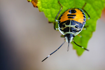 A small black and yellow insect is caught on a green leaf.Rare insect beetle