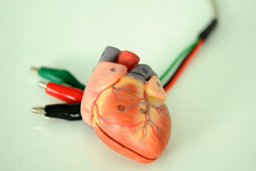 human heart anatomy model