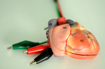 human heart anatomy model