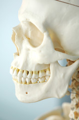 Fototapeta na wymiar human skull anatomy model