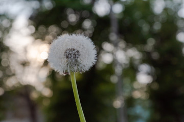 Dandelion close with blurred background